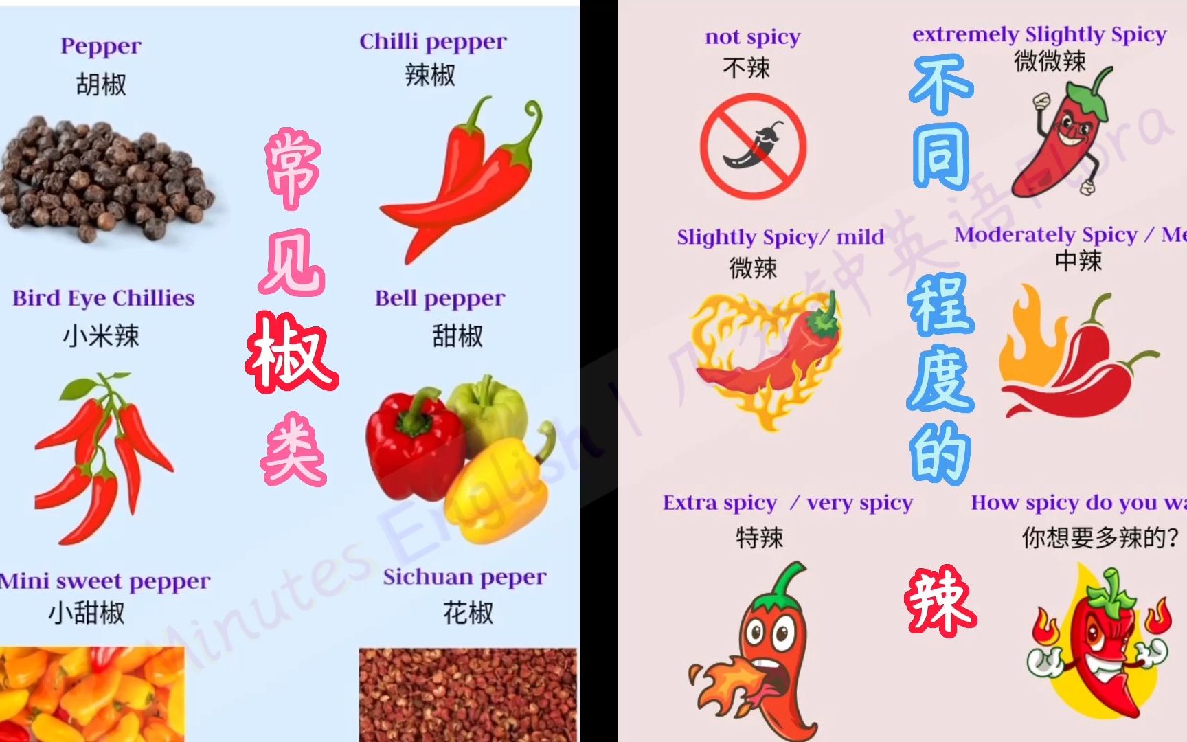 辣椒的英语单词图片