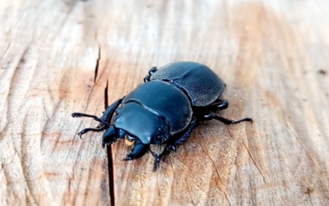 [图]智利无翅锹甲视频资料合集Apterodorcus bacchus