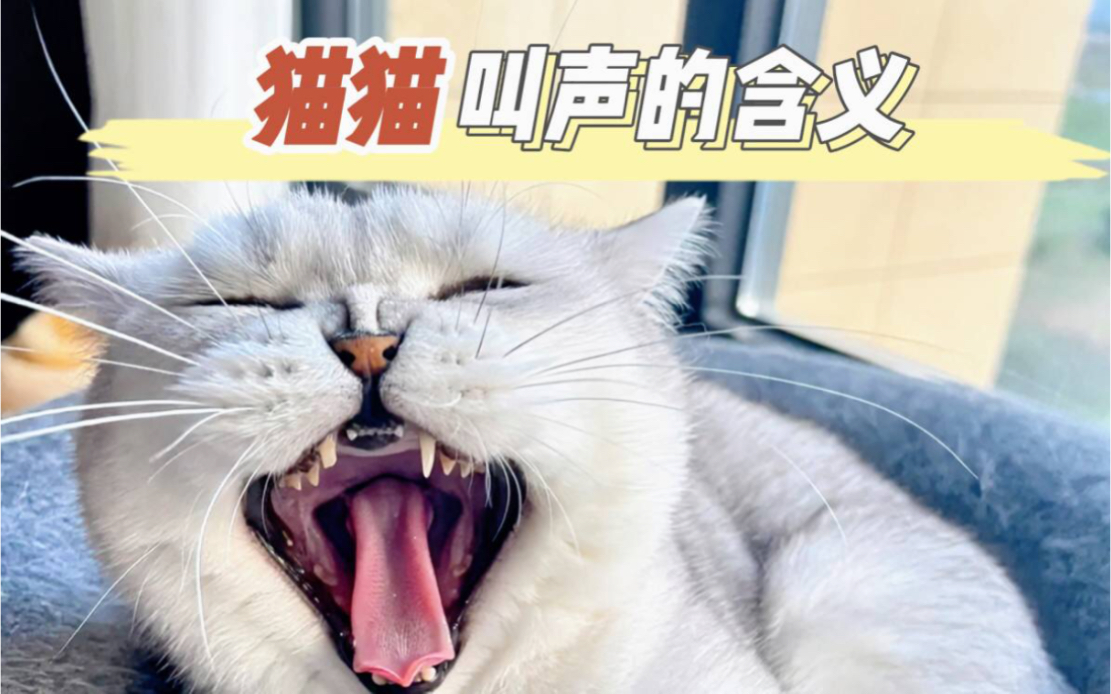 猫咪叫声代表什么意思呢