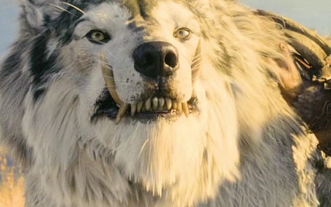 凶恶的狼毛发清晰可见