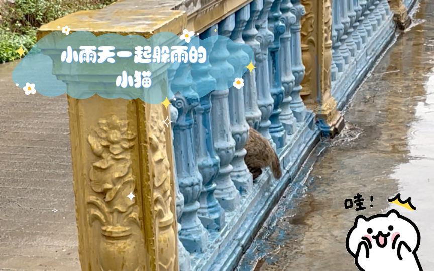 下雨天一起躲雨的小猫