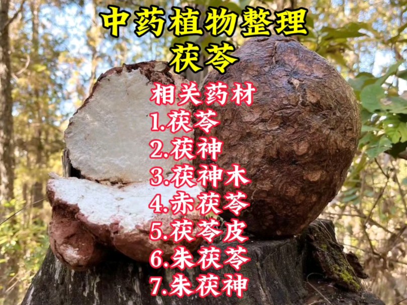 中药植物整理-茯苓-茯神-茯神木-赤茯苓-茯苓皮-朱茯苓-朱茯神神农