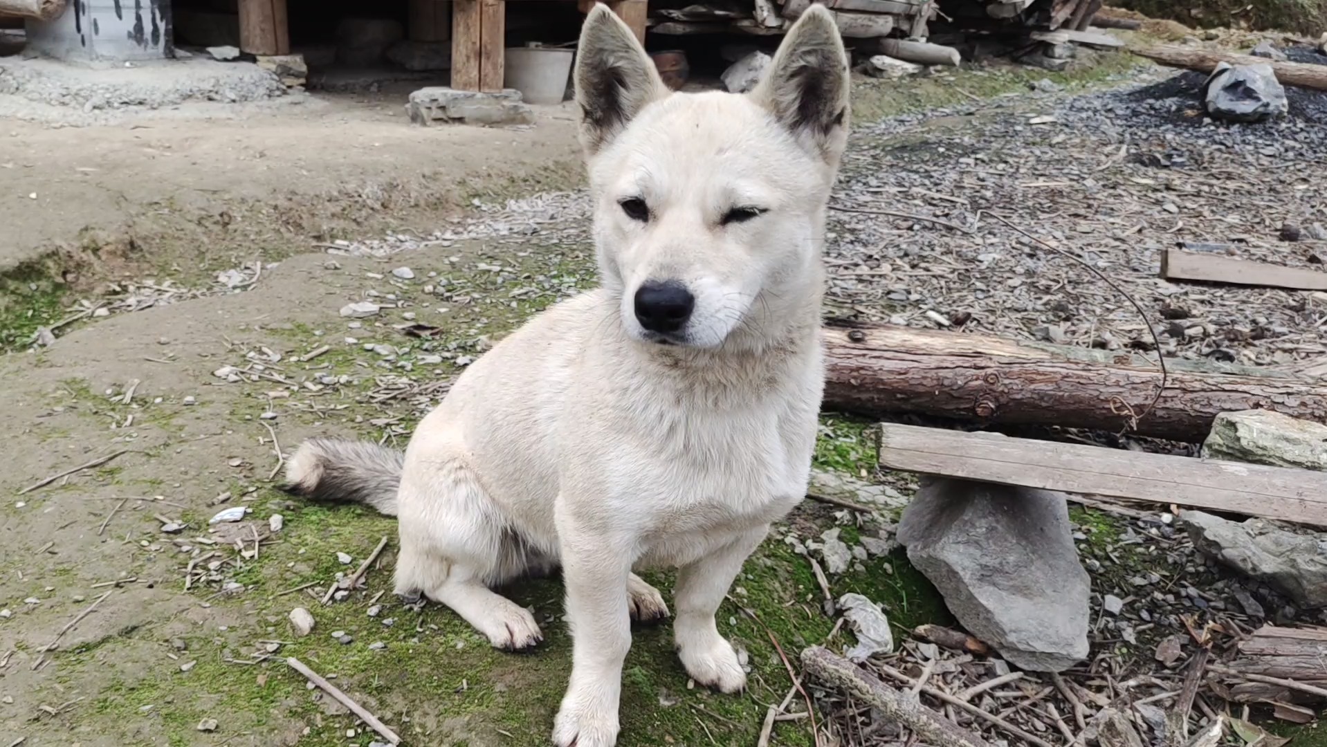 中华田园犬,坐在家门口等主人回家
