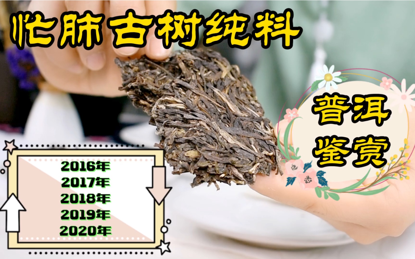 普洱茶鉴赏:春茶|忙肺古树纯料|生普|2016年~2020年哔哩哔哩bilibili