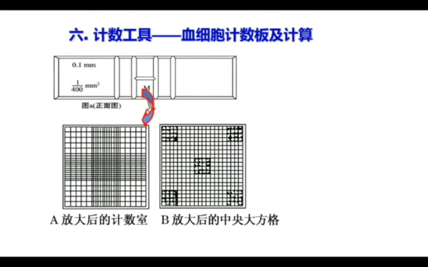 血细胞计数板及计算哔哩哔哩bilibili