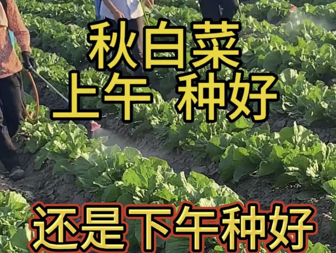 白菜上午种好还是下午种好