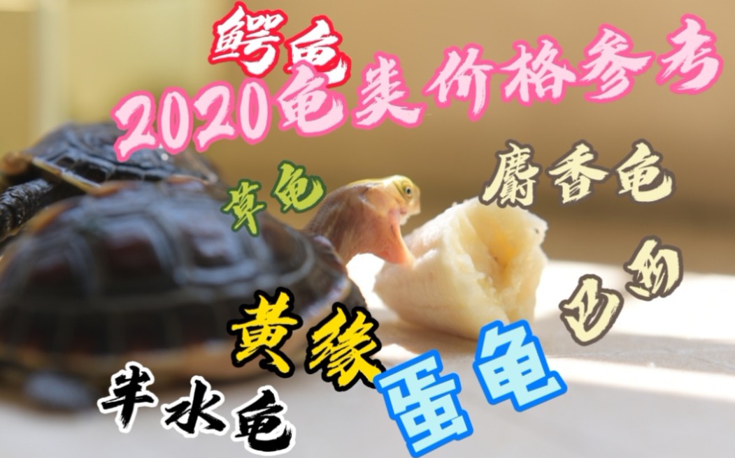 2020常见龟类价格参考.哔哩哔哩bilibili