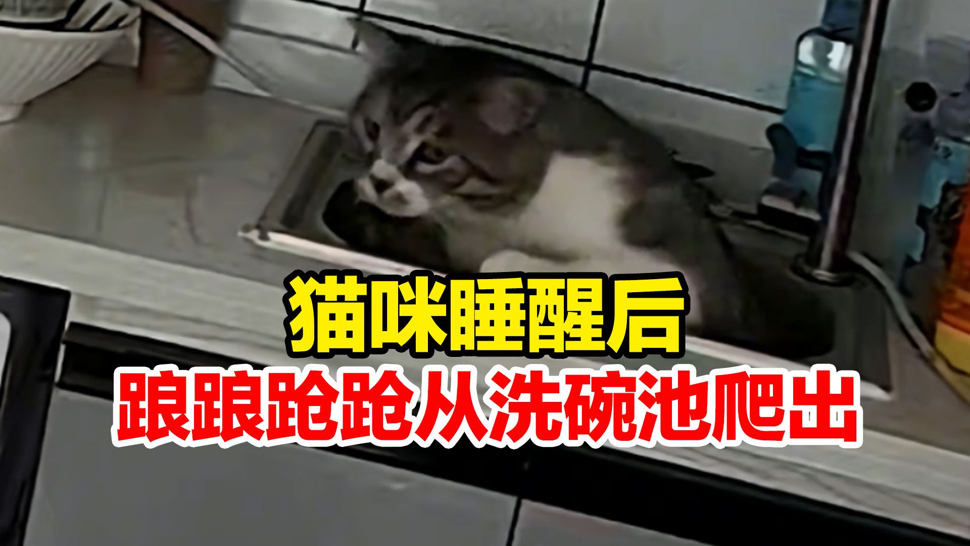 猫咪睡醒踉踉跄跄从洗碗池爬出,网友:看得出来 昨天喝得确实有点多哔哩哔哩bilibili