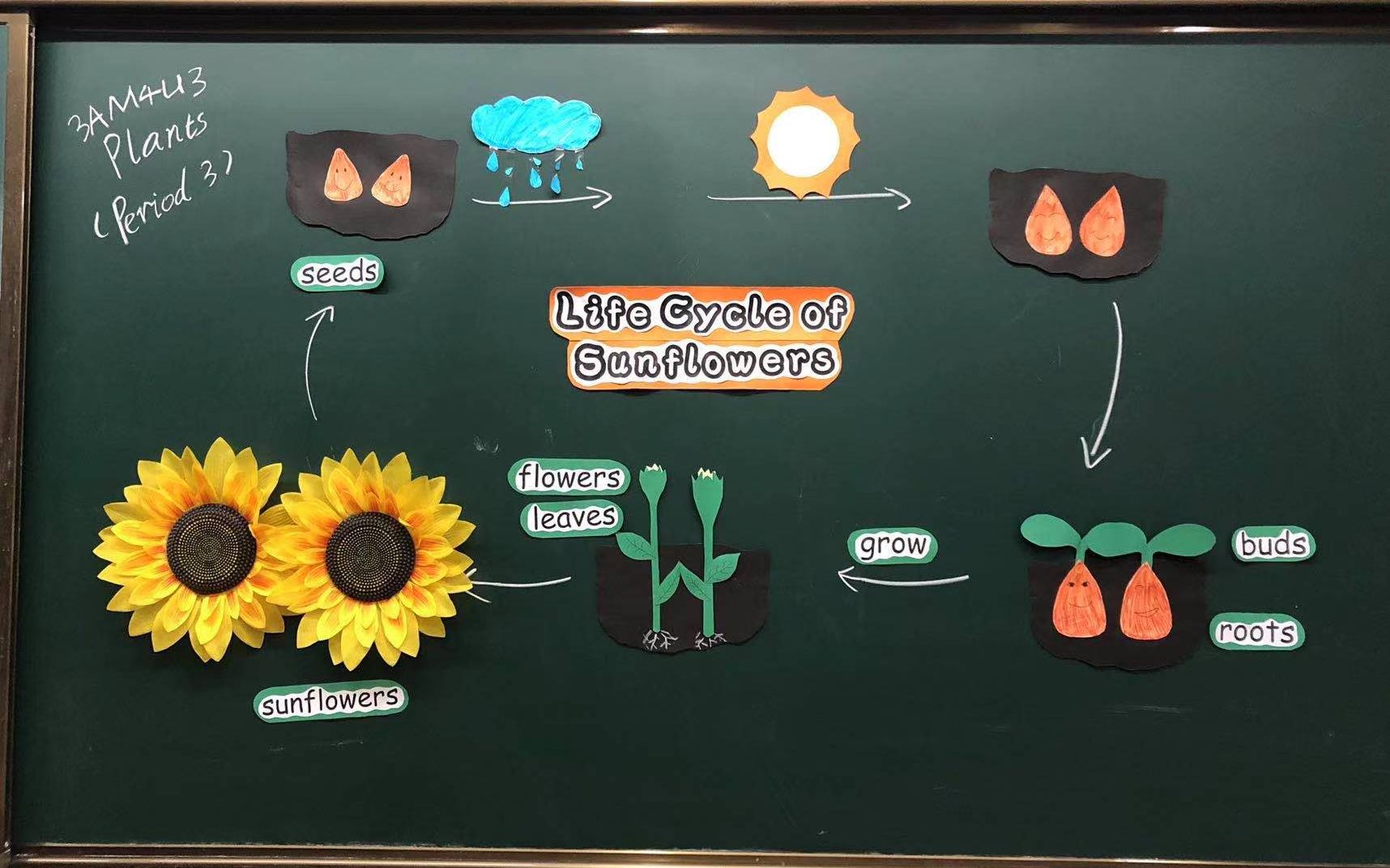 [图]上海牛津小学英语 3AM4U3P3 Life Cycle of Sunflowers