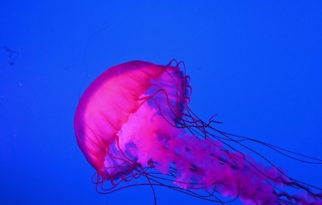 [图]【4K】水母大赏，浮游之美