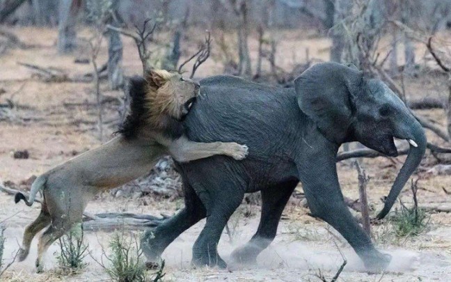体型硕大的小象被雄狮扼住了命运的喉咙