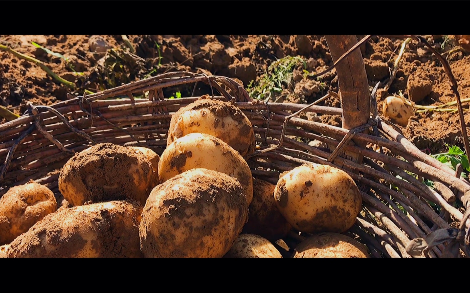 我的陕北农村生活