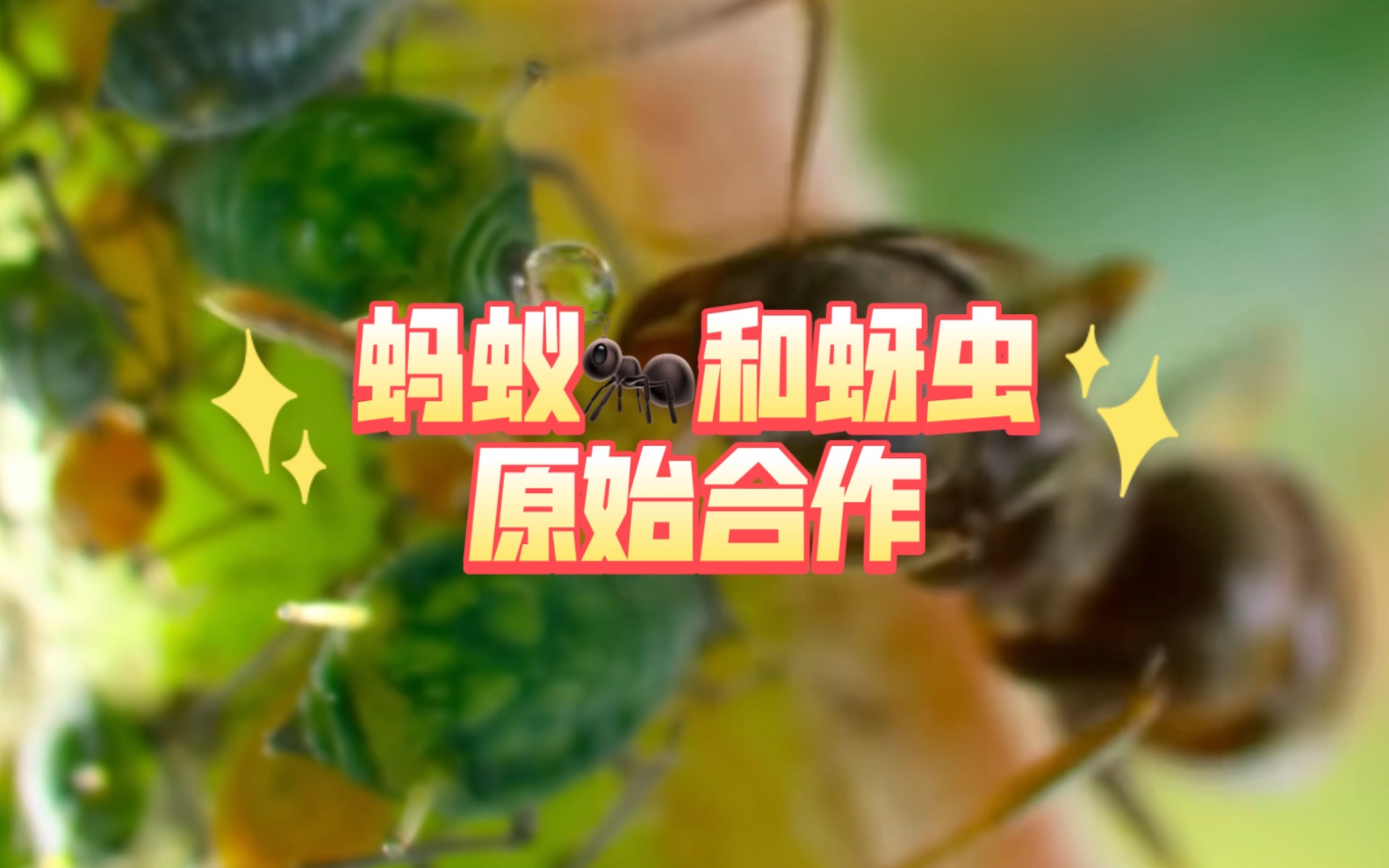 高中生物学选择性必修2 | 蚂蚁和蚜虫的种间关系——原始合作(互惠)哔哩哔哩bilibili