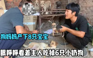 Descargar video: 可怜狗妈妈生下8只刚满月小奶狗，被变态主人杀了6只当下酒菜，真是太残忍了