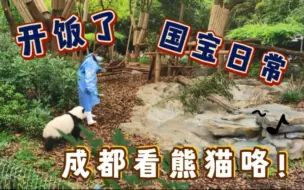 Скачать видео: 熊猫宝宝喝奶好可爱！错峰游玩成都熊猫基地，耳边都是惊呼声！