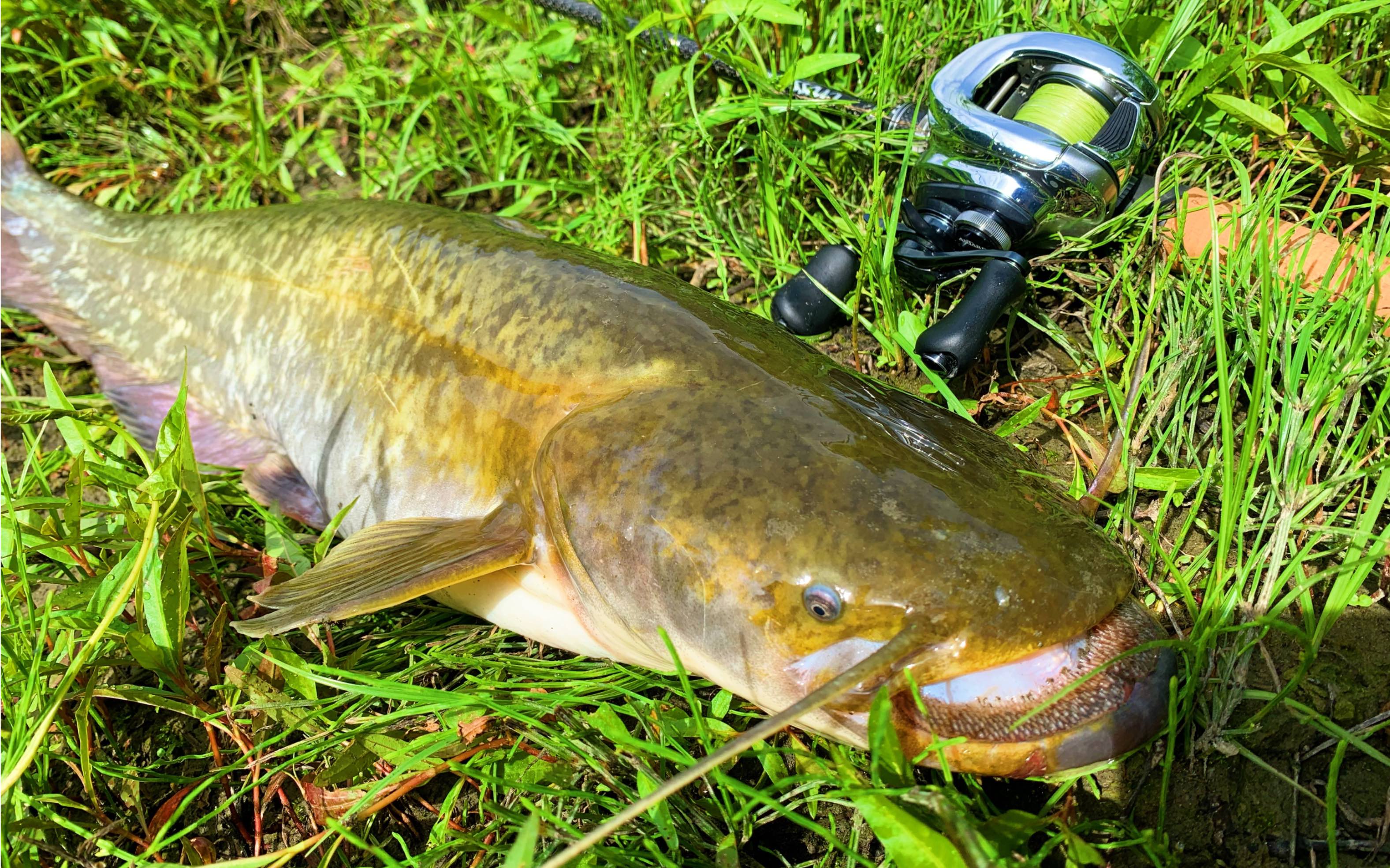 铅头钩跳底又中黄金好货,水下疯狂翻滚,水库的鱼拉力就是大_哔哩哔哩