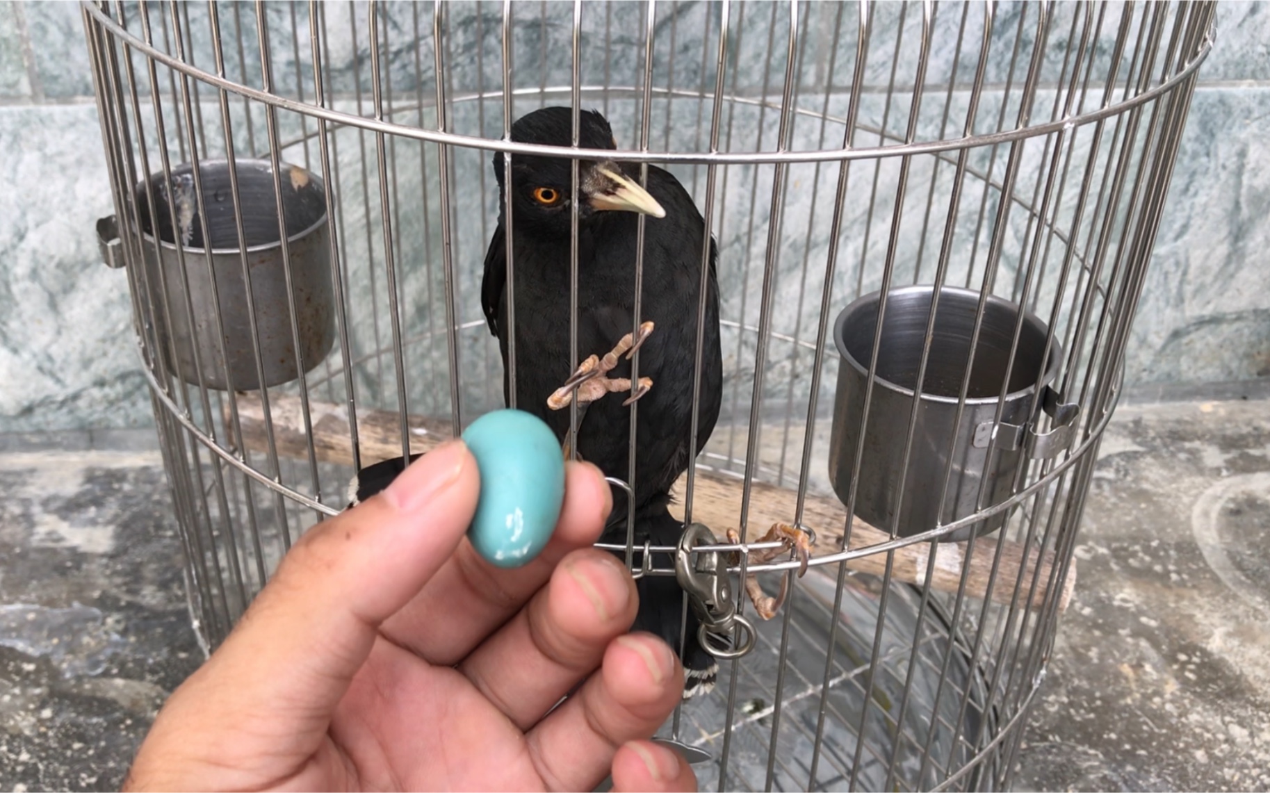 4年的八哥鸟,在笼子里产下一颗鸟蛋,它怎么就忍心自己吃掉了