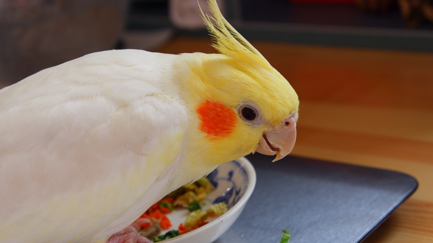 玄凤鹦鹉给腮红鸡称重哄了好半天才给哄上去