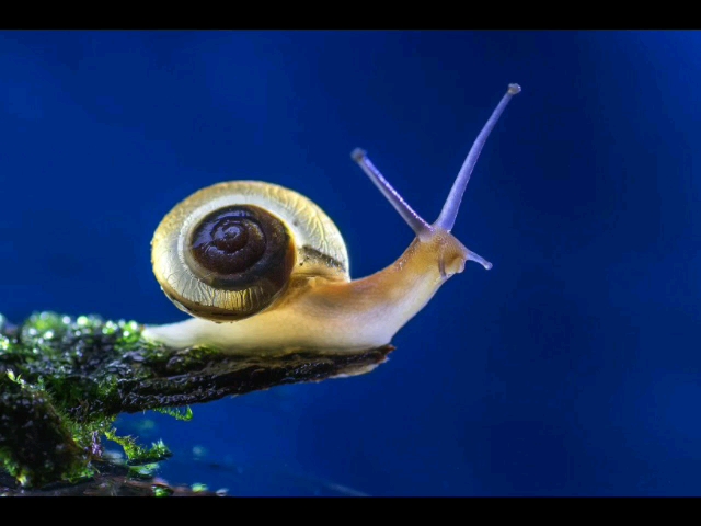 夜晚下的蜗牛很漂亮