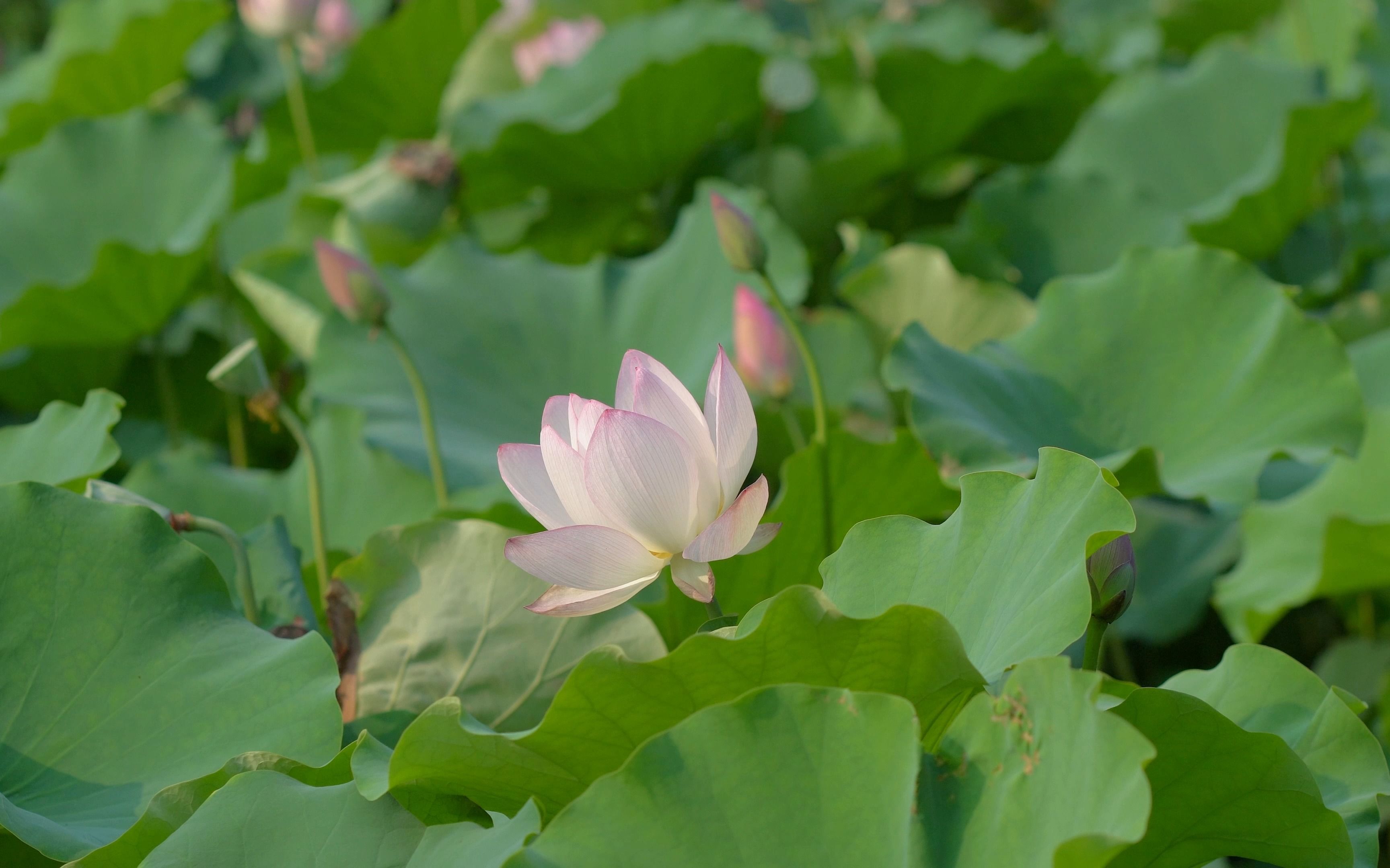 2023佛山亚艺公园荷花