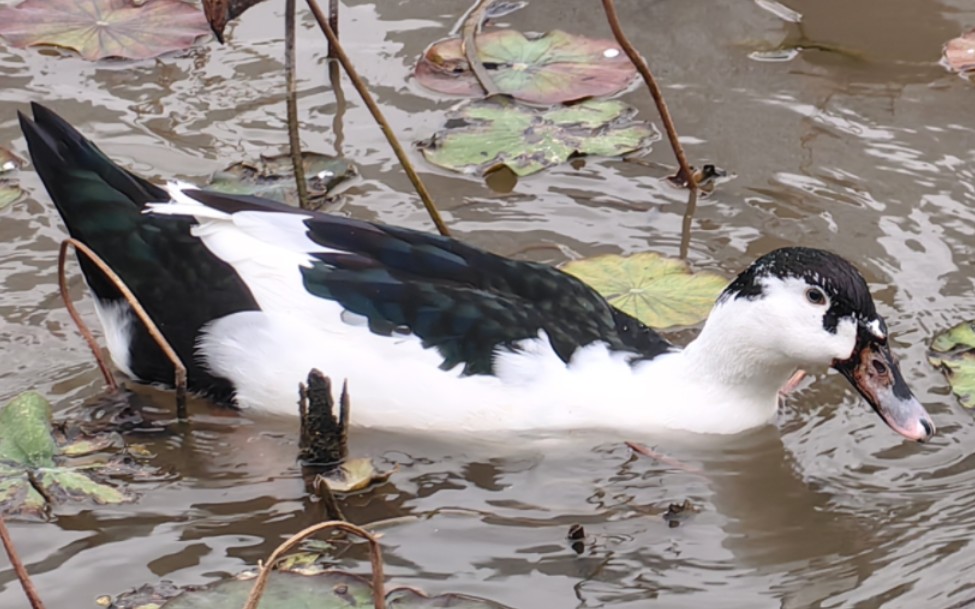 头一次见到黑白的鸭子