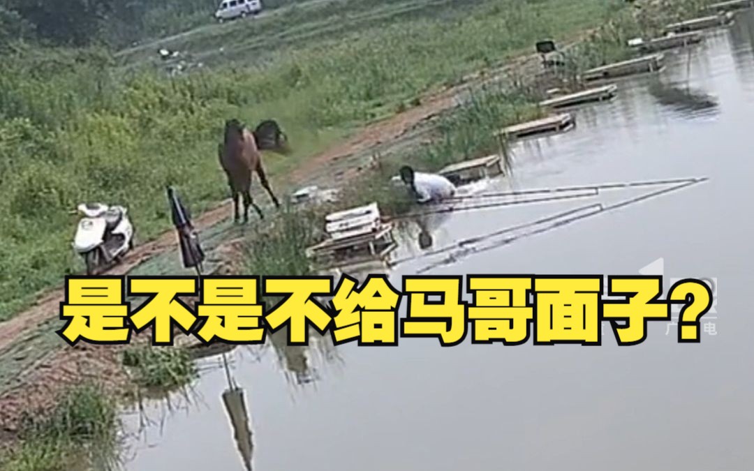 出其不意!马儿在后面偷袭将男子顶入水中……哔哩哔哩bilibili