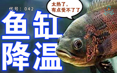 涨知识丨看完这篇 知道自家鱼是视力型还是嗅觉型选手 哔哩哔哩 Bilibili