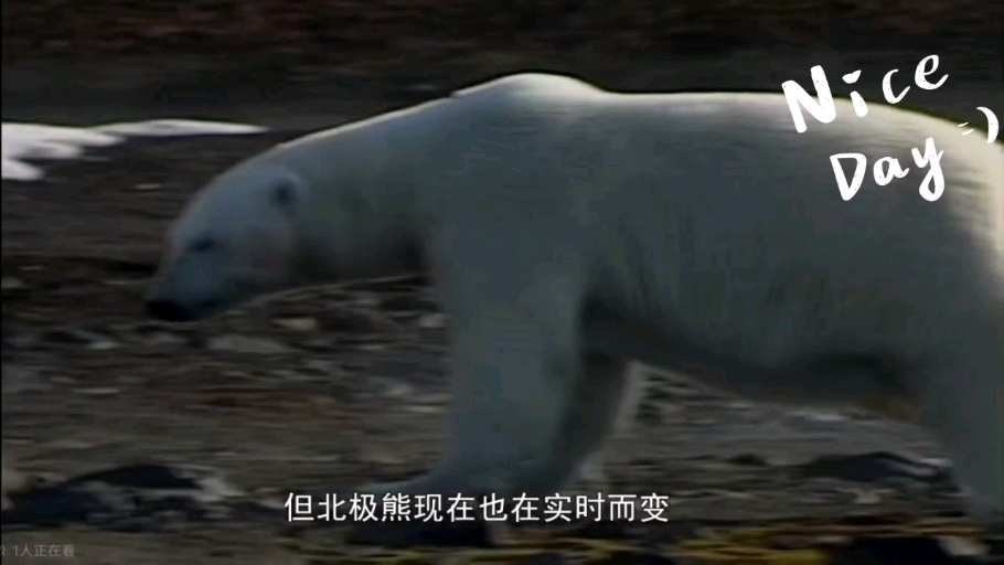 北极熊捕猎海象?