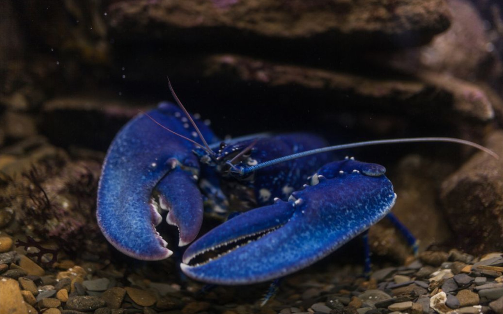 野采到 蓝色龙虾o>__哔哩哔哩_bilibili