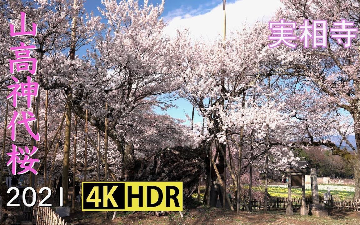 [图]4K HDR 山高神代樱 The Cherry Tree Since The Age Of God At Jissoji Templ