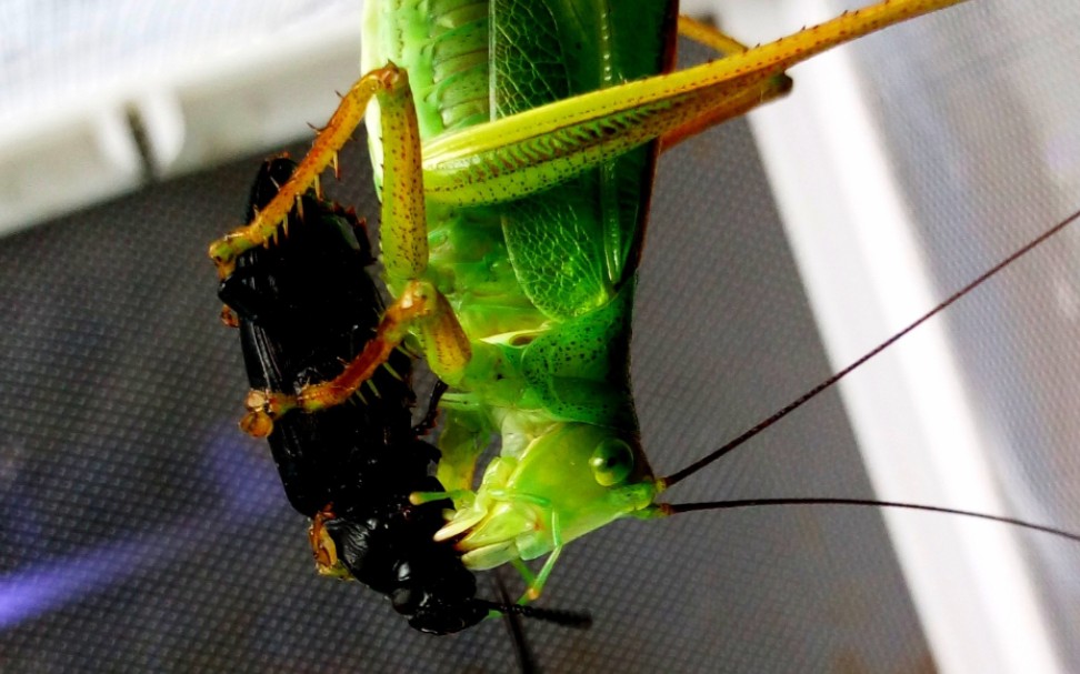 中华螽斯破甲大麦虫成虫