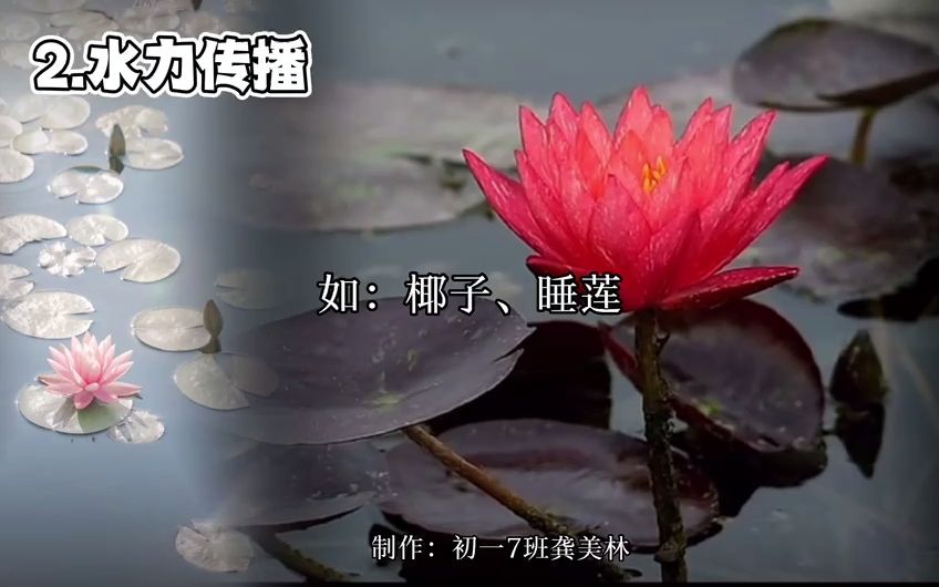 植物种子的传播方式哔哩哔哩bilibili