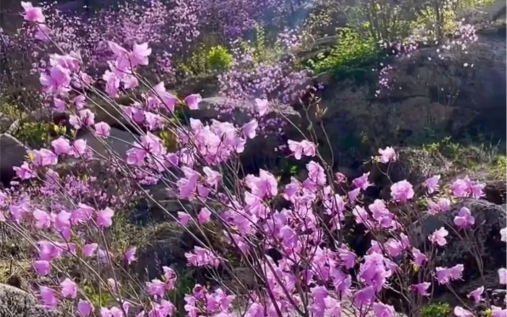 山花与泥土的芬芳,都在这里哔哩哔哩bilibili