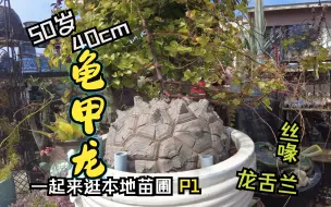 Download Video: 【4K】年近半百40cm龟甲龙,龙舌兰,丝喙。一起来逛我的入坑苗圃! Part 1 | 龙舌兰块根探店