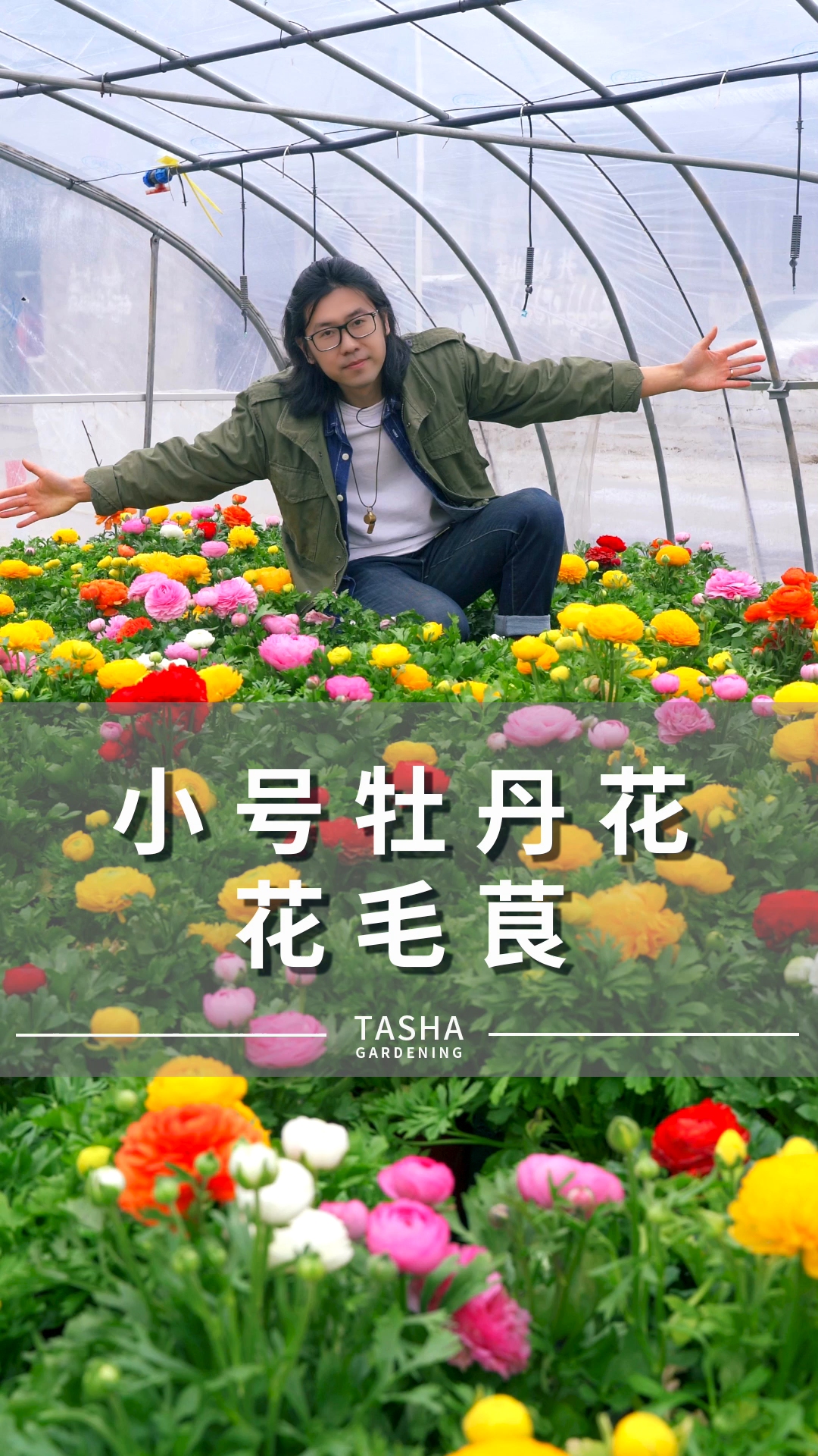 小号牡丹花——花毛茛.今天来聊聊它的养护吧~哔哩哔哩bilibili