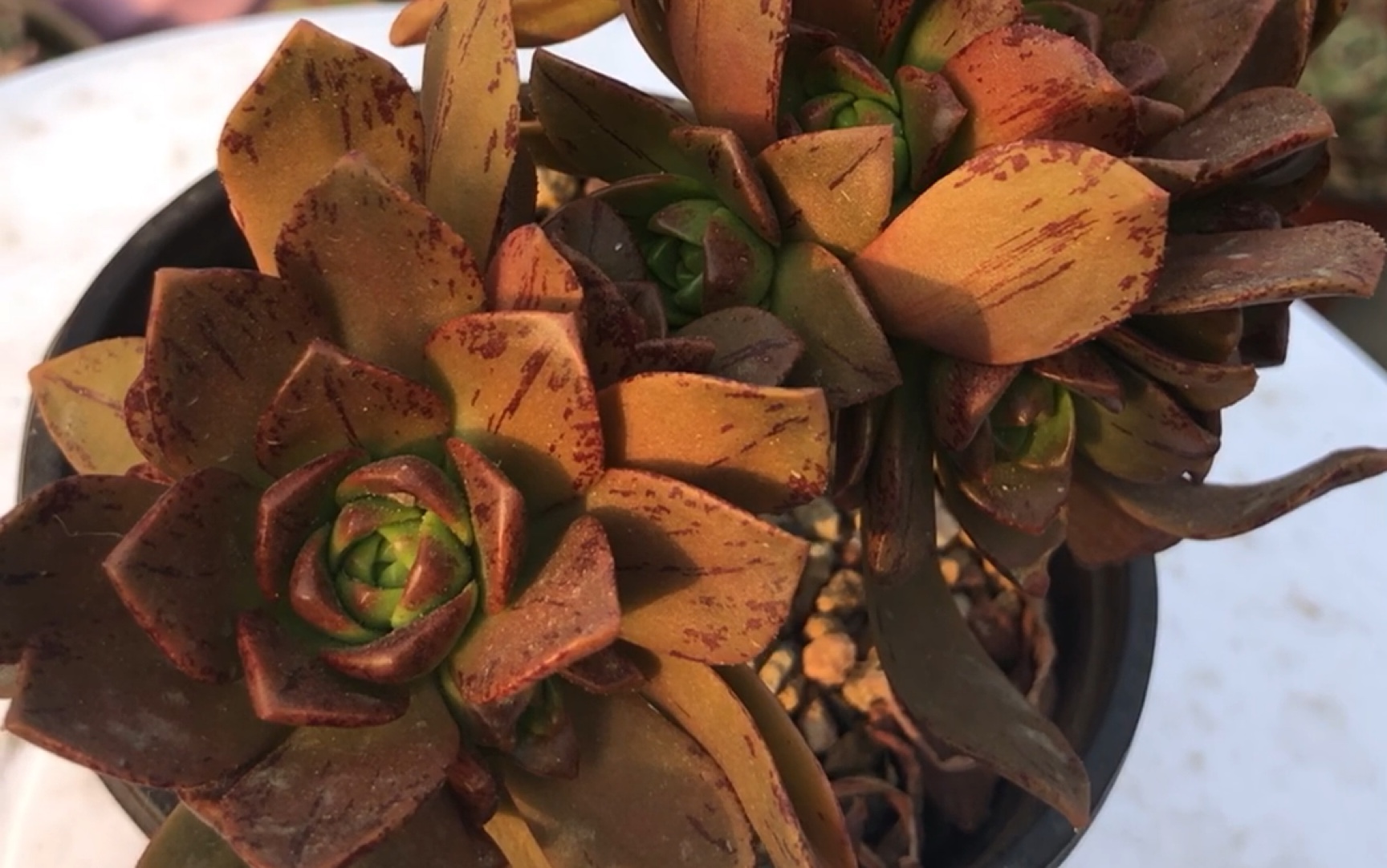 九零后的多肉日常——绿茶法师