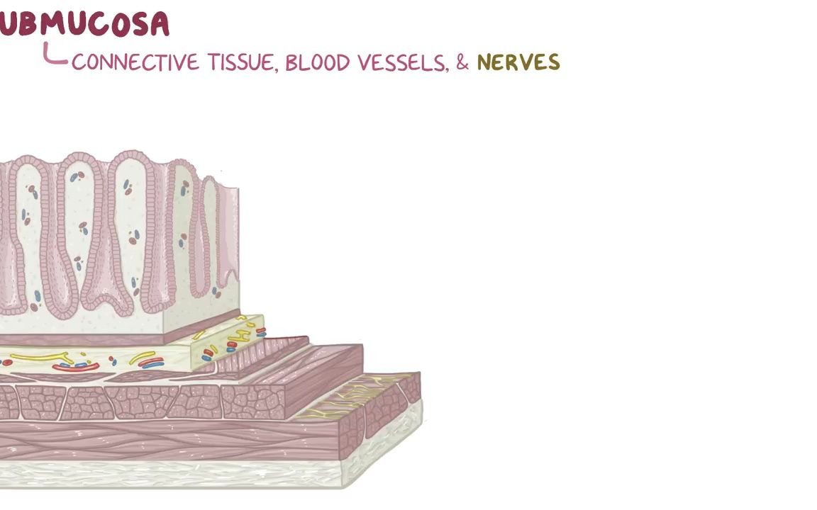 0smosis  Gastric motility and secretions哔哩哔哩bilibili