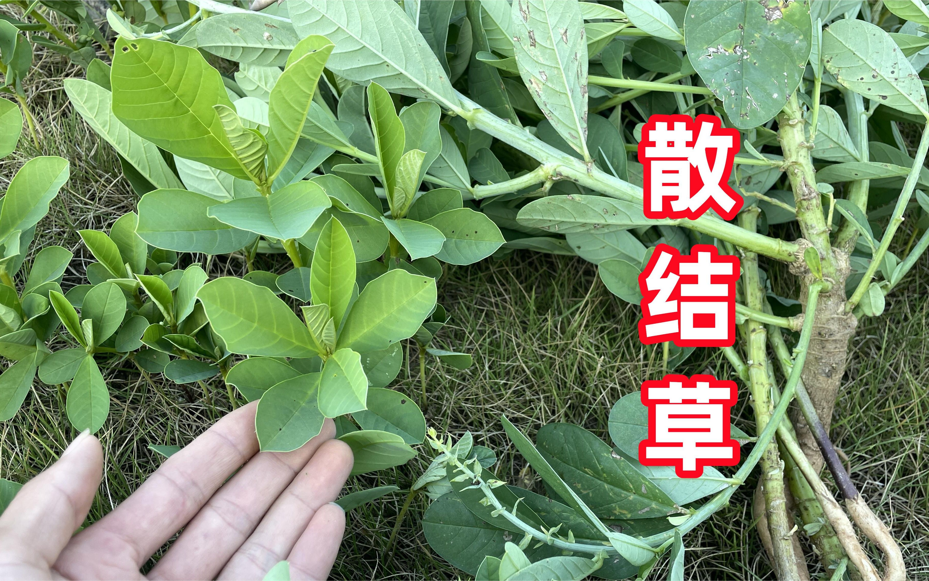 這種常見植物,老一輩人叫