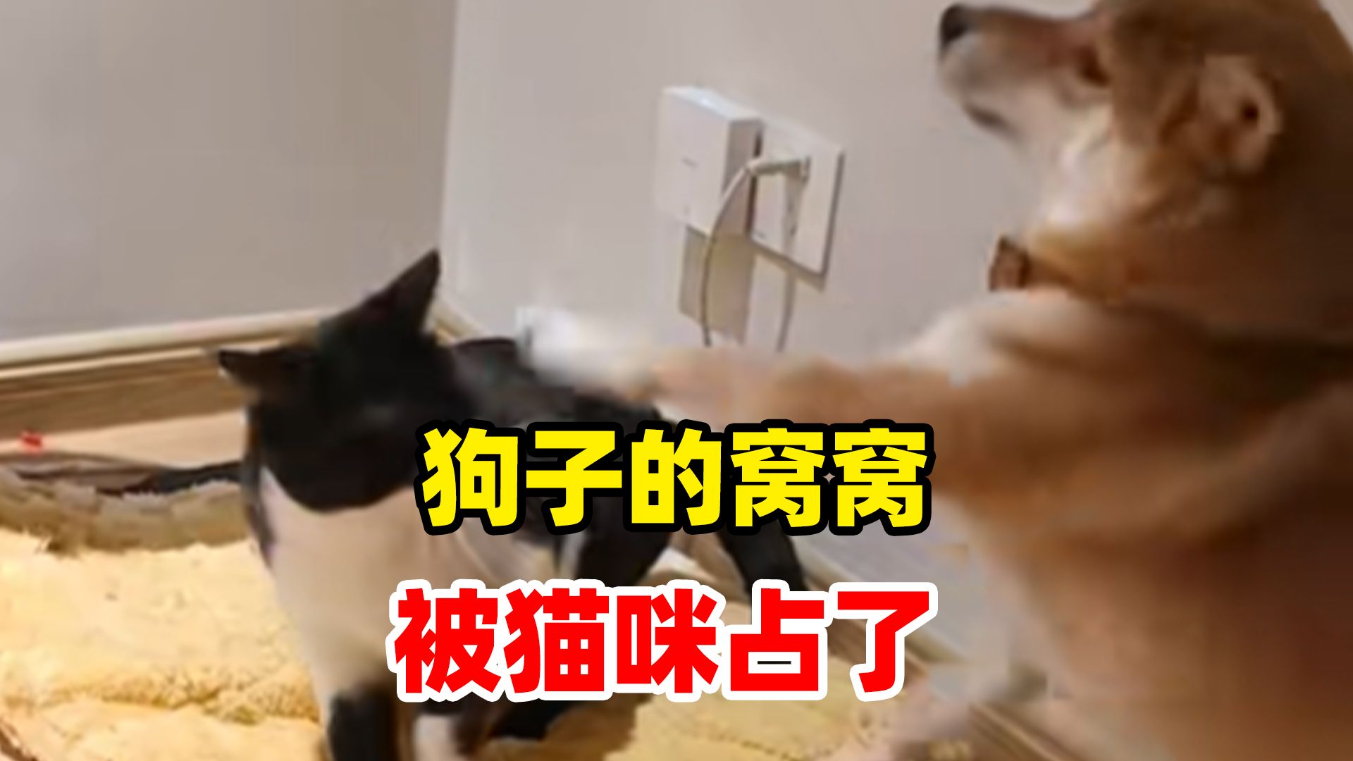 狗子的窝窝被猫咪占了,靠自己的力量要回来了哔哩哔哩bilibili