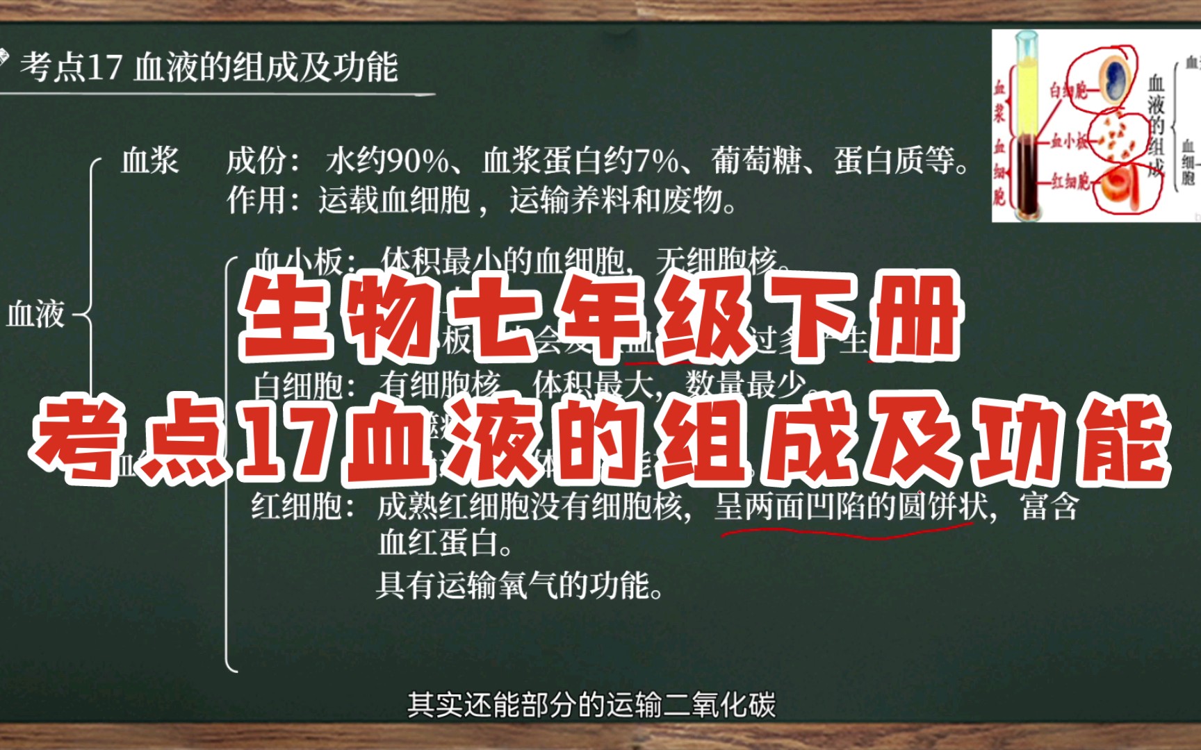 【初中生物全考点讲解|七下】考点17 血液的组成及功能哔哩哔哩bilibili