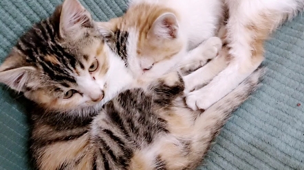 安静休息的猫咪一家子