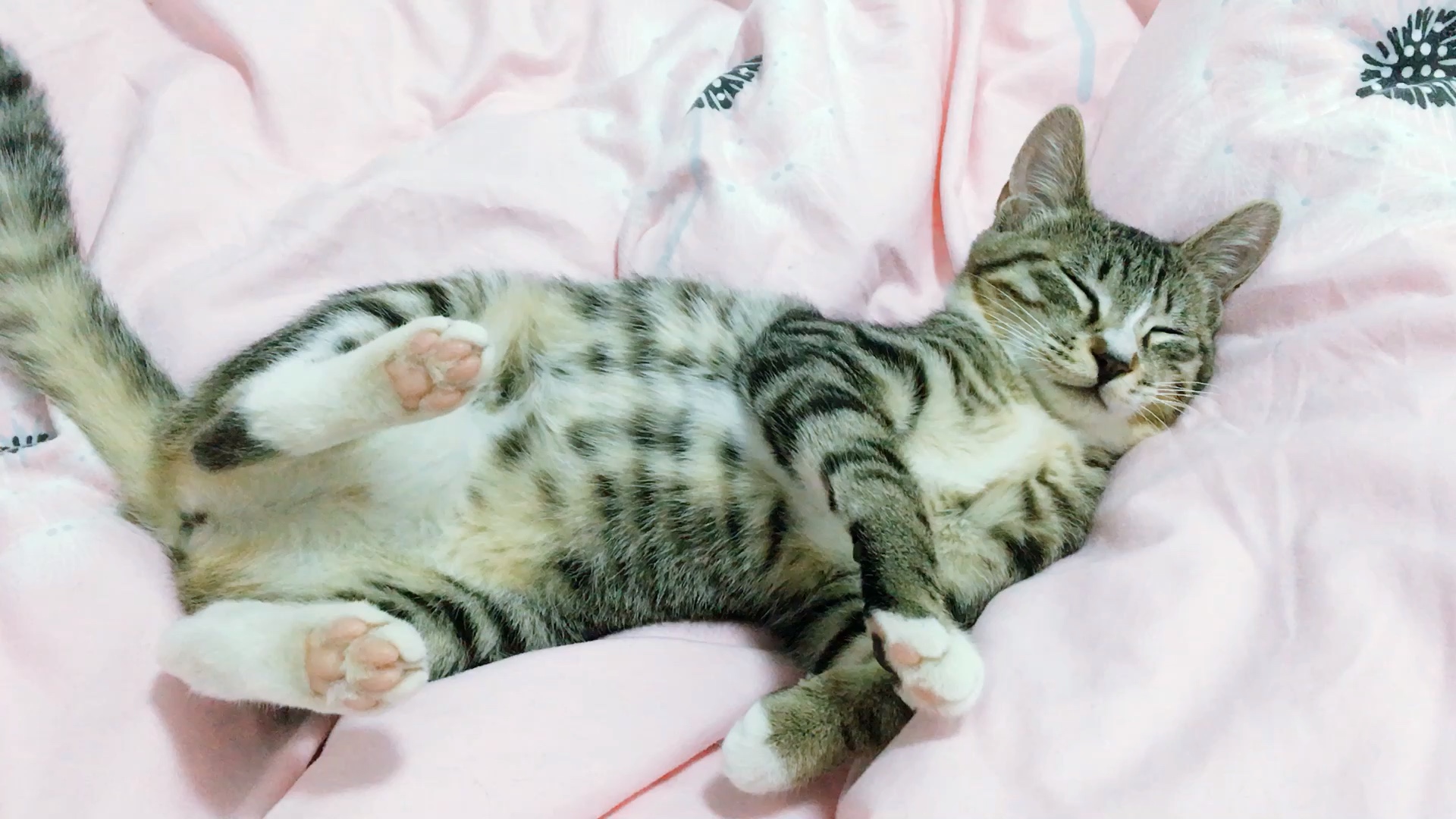 狸花猫:睡着的汤圆和麦片最最最可爱