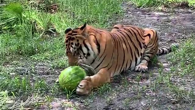 [图]do-big-cats-like-watermelon 大貓吃西瓜嗎