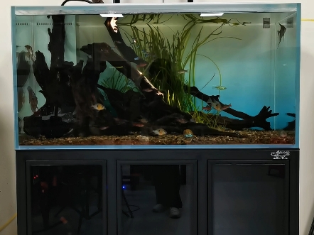 120-60-60左侧直角溢流南美缸,15厚至纯超白玻璃 一体拉筋#鱼缸#生态