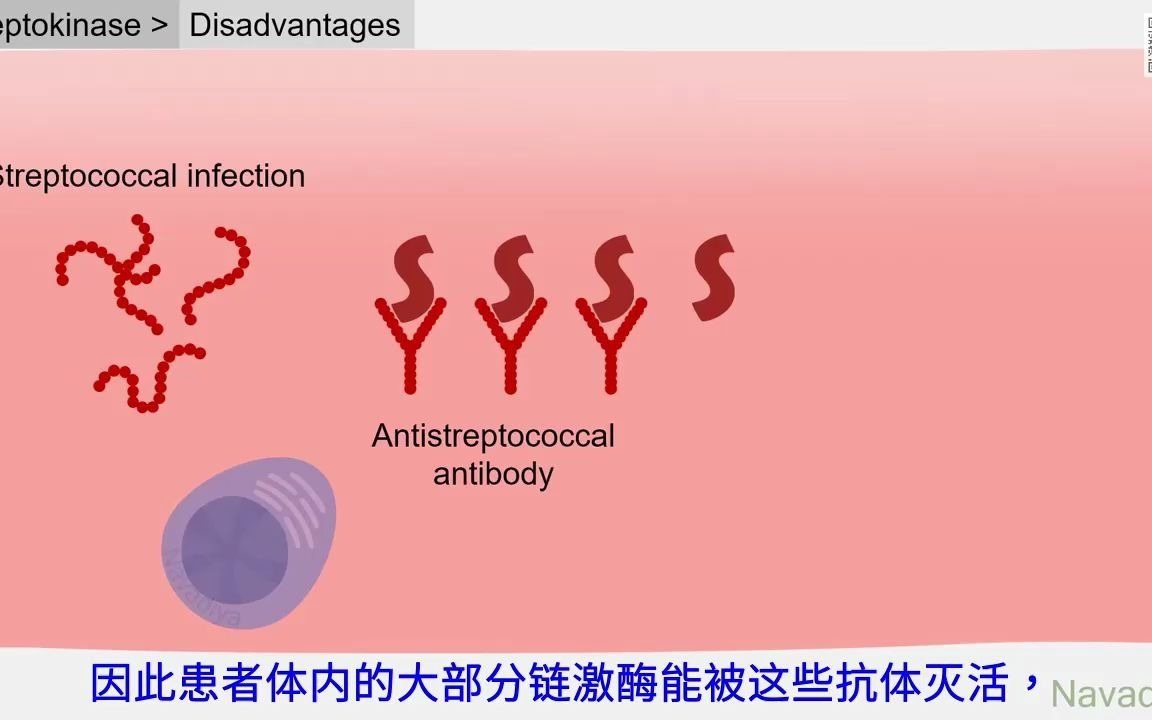 第一代溶栓药物链激酶和尿激酶的作用机理哔哩哔哩bilibili