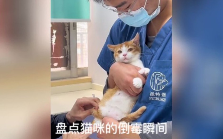 [图]盘点猫咪的倒霉瞬间《当事猫强烈要求删除此视频》