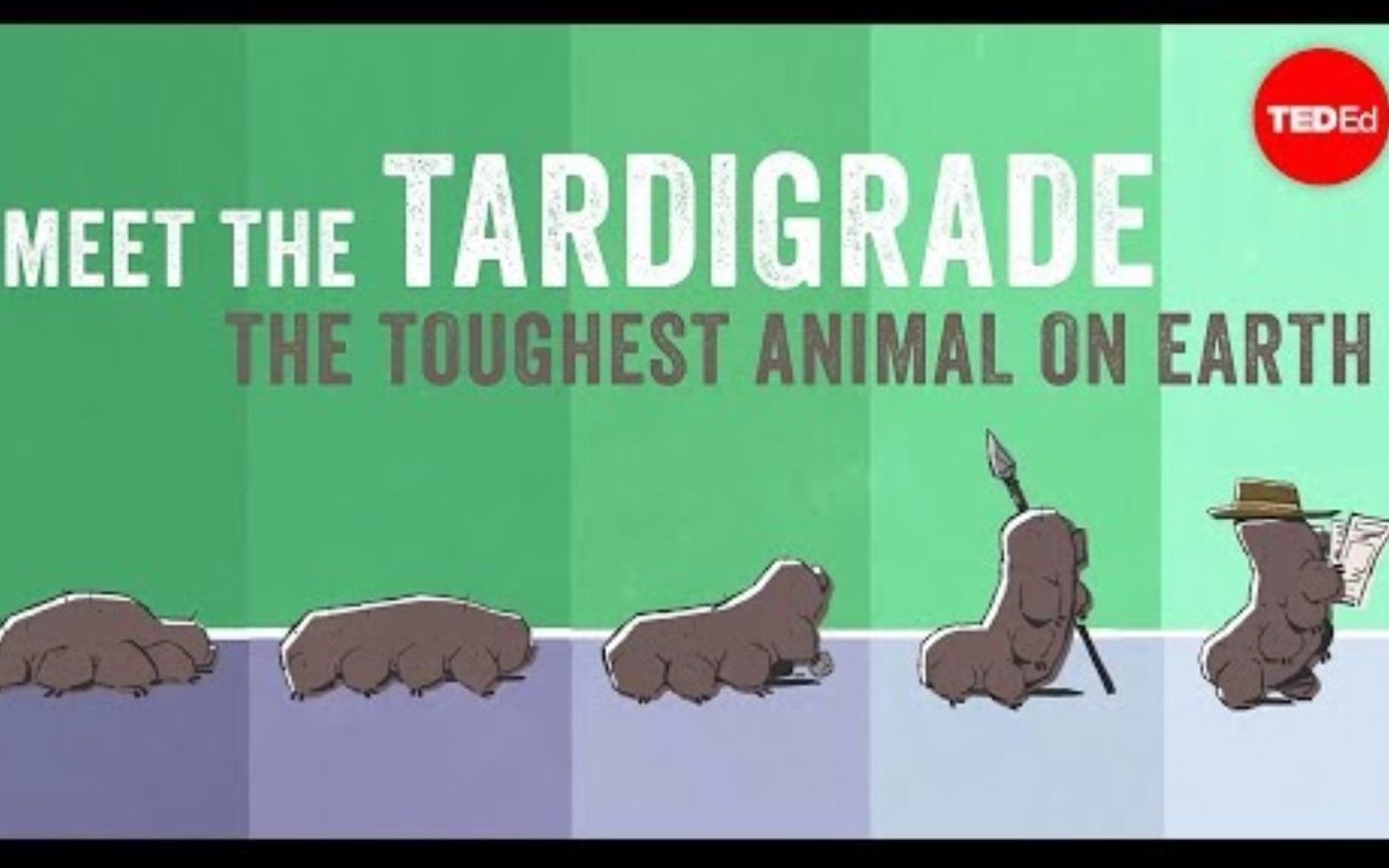 [图]【Ted-ED】水熊虫：地球上最坚硬的动物 Tardigrade The Toughest Animal On Earth