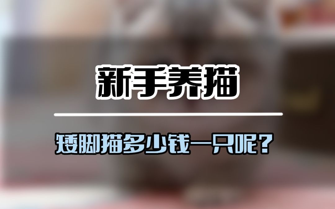 矮脚猫多少钱一只呢?矮脚猫价格哔哩哔哩bilibili