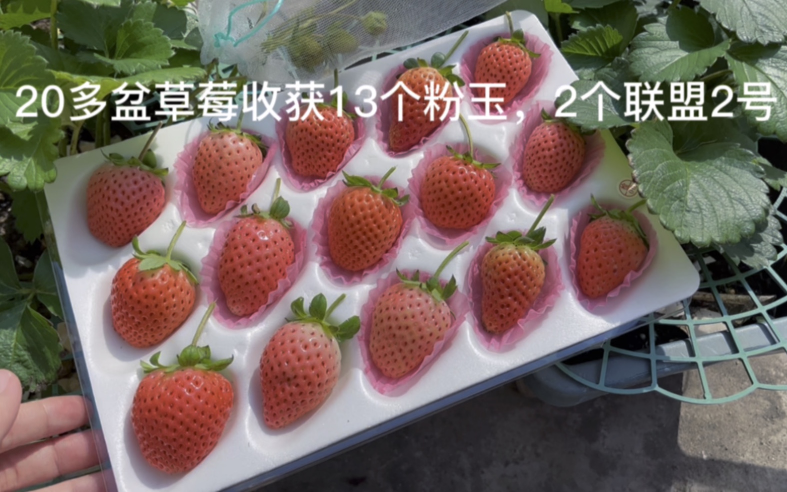 丽雪草莓介绍图片