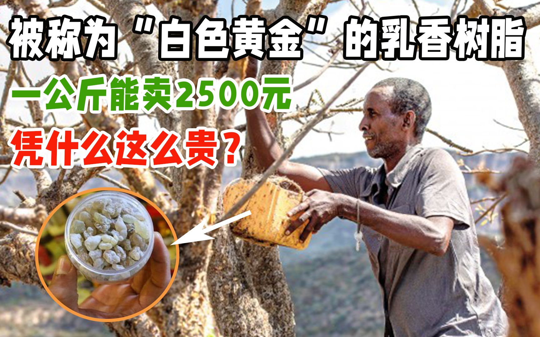 被称为“白色黄金”的乳香树脂,一公斤能卖2500元,凭什么这么贵?哔哩哔哩bilibili